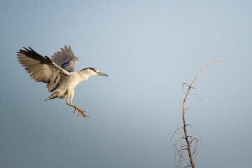 Low angle shot of a black-crowned night heron bird flying to a branch