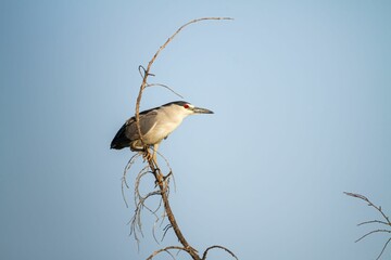 Low angle shot of a black-crowned night heron bird perched on a branch