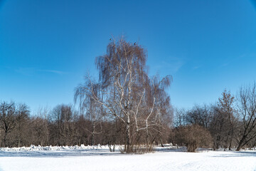 trees in the snow