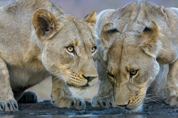 Closeup of female lions drinking water