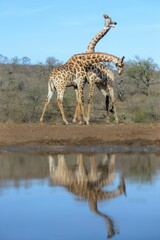 View of giraffes standing near water