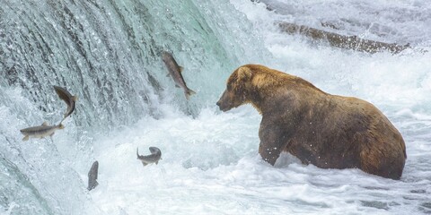 Brown bear standing in flowing water and catching fish