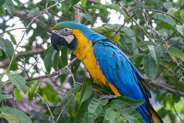 Macaw feeding on guava in San Carlos Antioquia Colombia