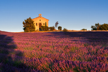 Lavender field and chapel at sunset in Provence. Alpes-de-Haute-Provence, France