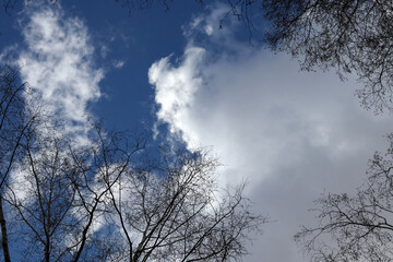 Cloudy sky through black tree branches, view from below