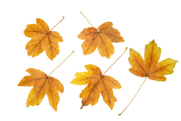 Set of five brown maple fallen leaves isolated transparent png. Autumn season. 
