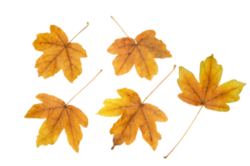 Set of five brown maple fallen leaves isolated transparent png. Autumn season. 