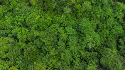 Aerial View of Dense Green Tropical Forest