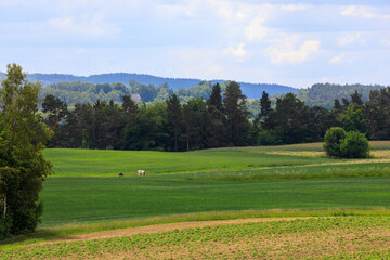 Summer on Kashubia: Beautiful pastoral landscape with green fields in Kaszubski Park Krajobrazowy, Poland - obrazy, fototapety, plakaty