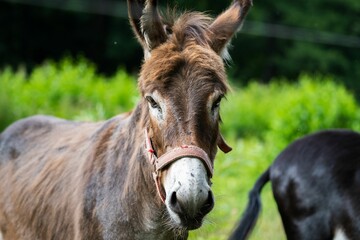 Head of an Irish donkey in closeup