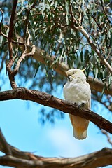 Sulphur-crested cockatoo perching on a tree branch on a sunny day with blur background
