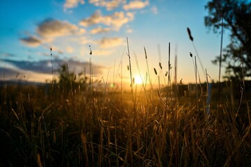 Closeup shot of the grass in a country field with sunset scene in the blur background