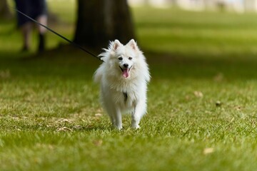 Smiling Japanese spitz dog walking on a leash in the park with blur background