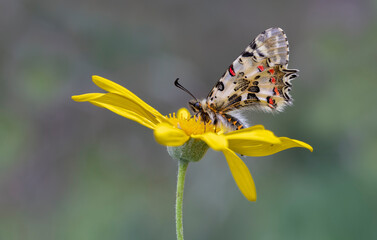 forest Fisto butterfly ; Zerynthia cerisyi