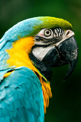 Blue-yellow Macaw portrait