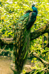 Naklejka premium Peacock in Kuala Lumpur bird park