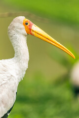 Fototapeta premium yellow billed stork