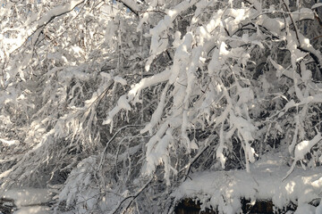 White snow on the bare branches of a tree on a frosty winter day. Natural background. Selective focus. The branches of the trees are covered with heavy snow. Beautiful snow-covered trees.