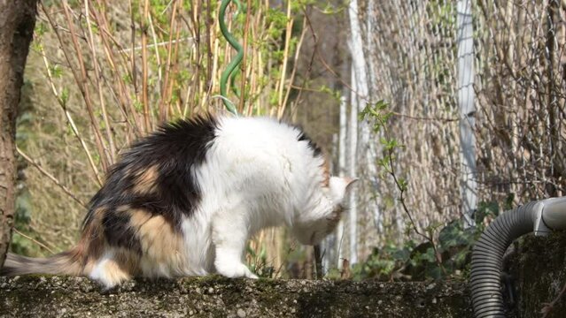 A tricolor cat on the street in spring sniffs the young greenery of grass and bushes.