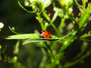 Macro photo of Ladybug in the green grass, plants and flower. Close-up bugs and insects world. Nature in spring concept.