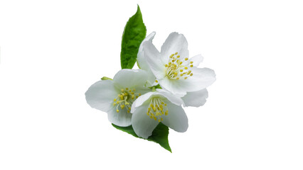 white jasmine flower isolated, transparent background, png, collection, cut out.