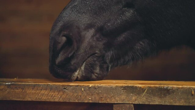Hungry black horse licks food leftovers on wooden plank on blurred background. Purebred animal stands in stall at farm in countryside closeup