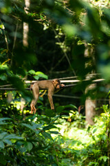 Fototapeta na wymiar monkey in Borneo