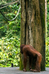 Orangutan in Borneo