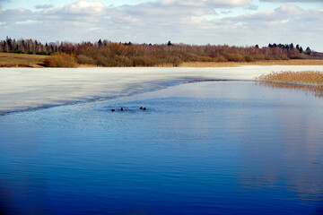 Beautiful spring day on the lake. The last ice and coot ducks at mating games. March. Blue sky.