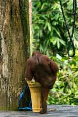 Orangutan in Borneo