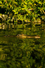 Obraz na płótnie Canvas Crocodile in the Kinabatangan River, Malaysia Borneo