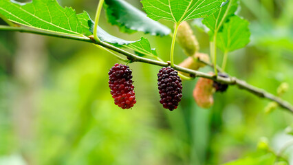 Red mulberry fruits or Morus rubra begin to ripen on the tree branches, its color is red to black