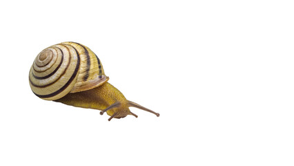 snail isolated on white background,  transparent png, collection, cut out	
