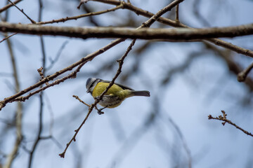 Blue tit Cyanistes Caeruleus perched in a tree with a blurred blue background
