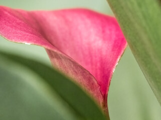 Close up of a pink calla lily (Zantedeschia aethiopica) also known as a arum lily