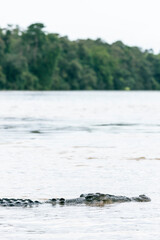 Crocodile in the Kinabatangan River, Malaysia Borneo