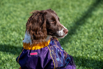 american cocker spaniel