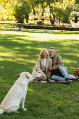 Obraz premium happy middle aged couple looking at labrador dog while sitting on blanket during picnic in park.