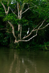 Fototapeta premium White egrets in the tree