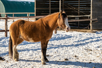 horse in winter