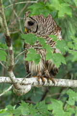 Barred owl hiding in tree
