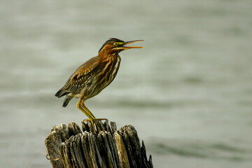 Green Heron on old pilling