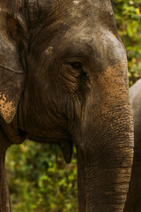 Naklejka premium Asian elephant in Cambodia