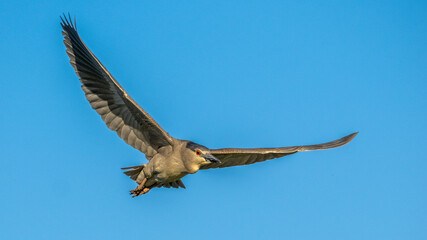 Fototapeta premium Black-Crowned Night Heron flying in a blue sky at the Venice Area Audubon Rookery in Venice Florida USA