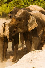 Asian elephant in Cambodia