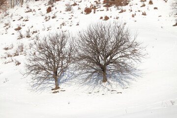 Snowy sunny field-trip