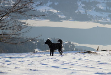Snowy sunny field-trip