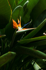 Obraz premium Strelitzia flower, bird of paradise 