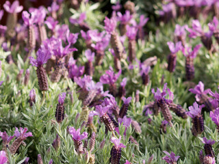 Flowers in the lavender fields in the Provence mountains.