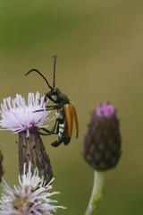 Closeup on a Tawny longhorn beetle, Corymbia fulva on the purple thistle flower